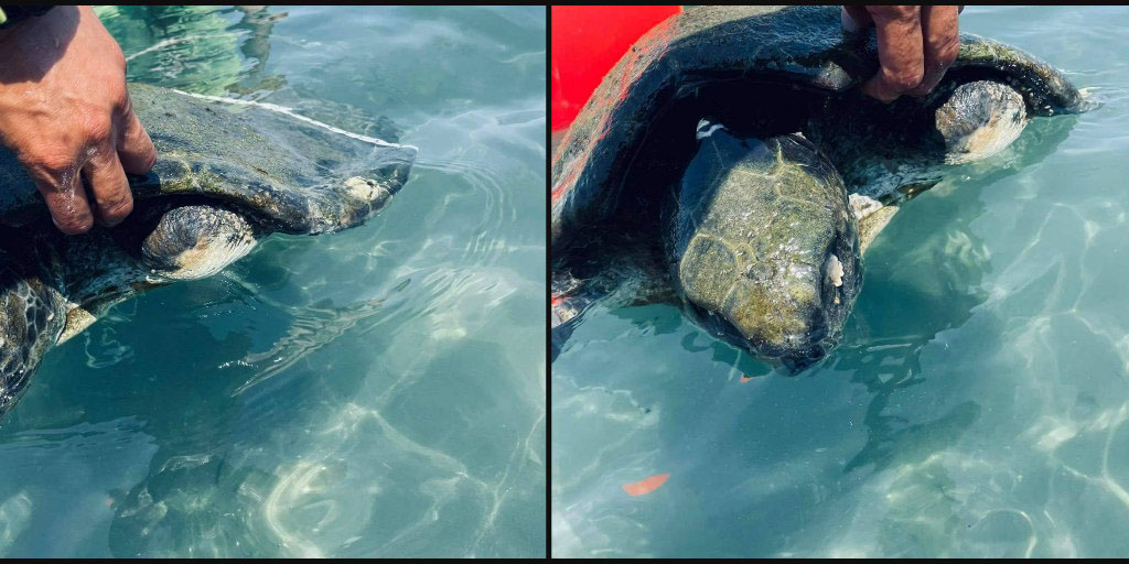 Ναυαγοσώστες εντόπισαν χελώνα με κομμένα πόδια στη Λεμεσό –ΦΩΤΟΓΡΑΦΙΕΣ 